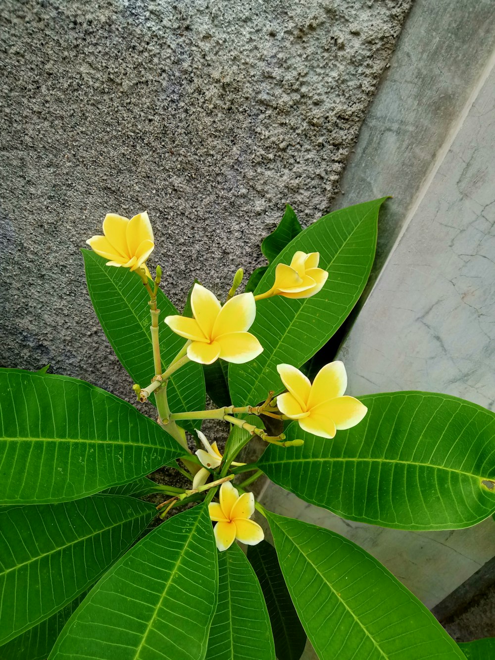 una planta con flores amarillas que crecen fuera de ella