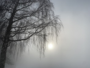 a foggy tree with the sun shining through the branches