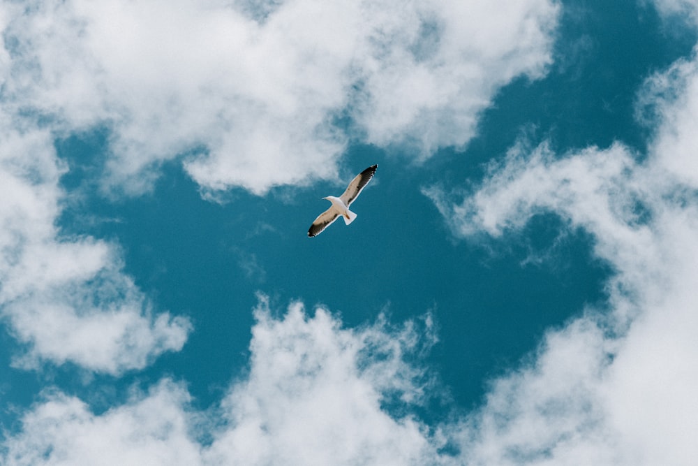 a bird flying through a cloudy blue sky