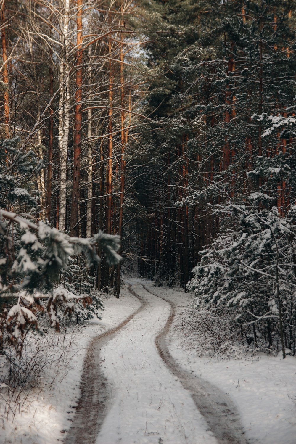 a snow covered road in the middle of a forest