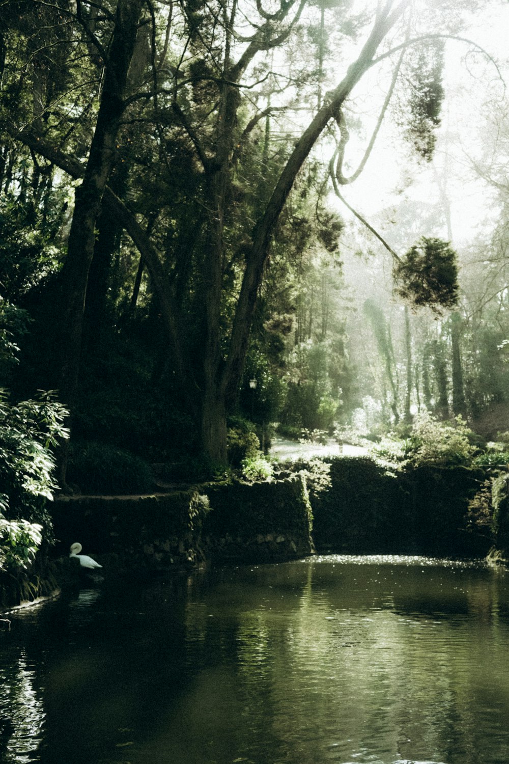 a pond surrounded by trees in a forest