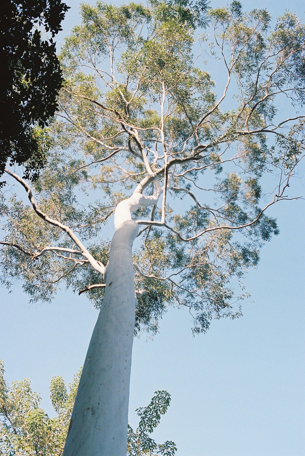 looking up at a tall tree from below