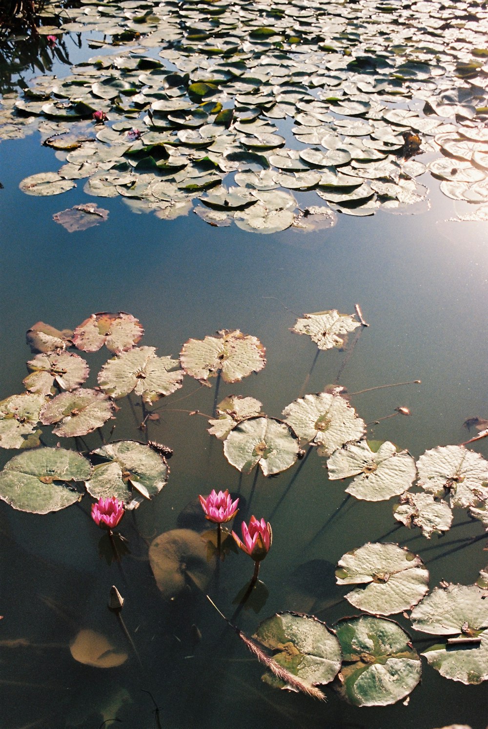 a pond filled with lots of water lilies