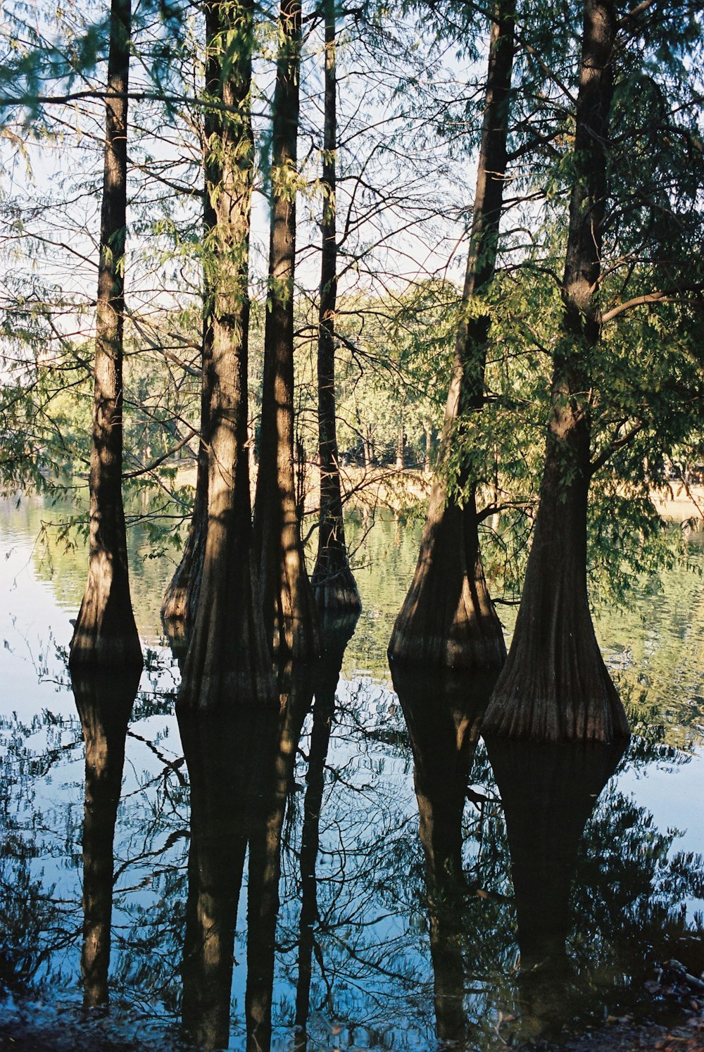 a group of trees that are in the water