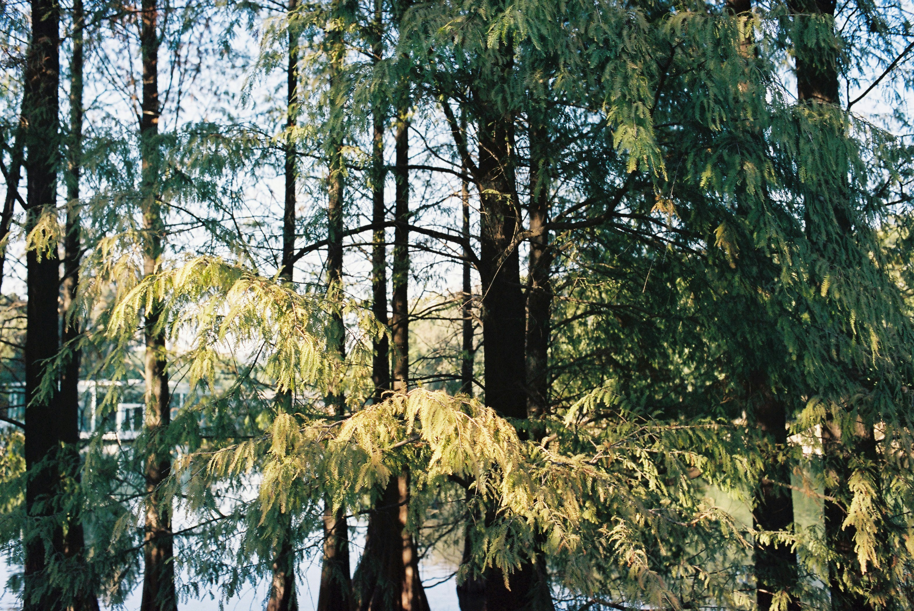 White and Wood