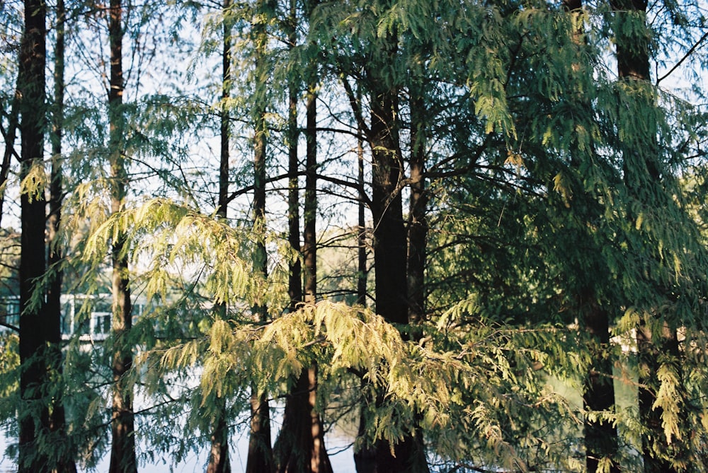 a forest filled with lots of trees next to a body of water