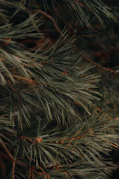 a close up of a pine tree branch