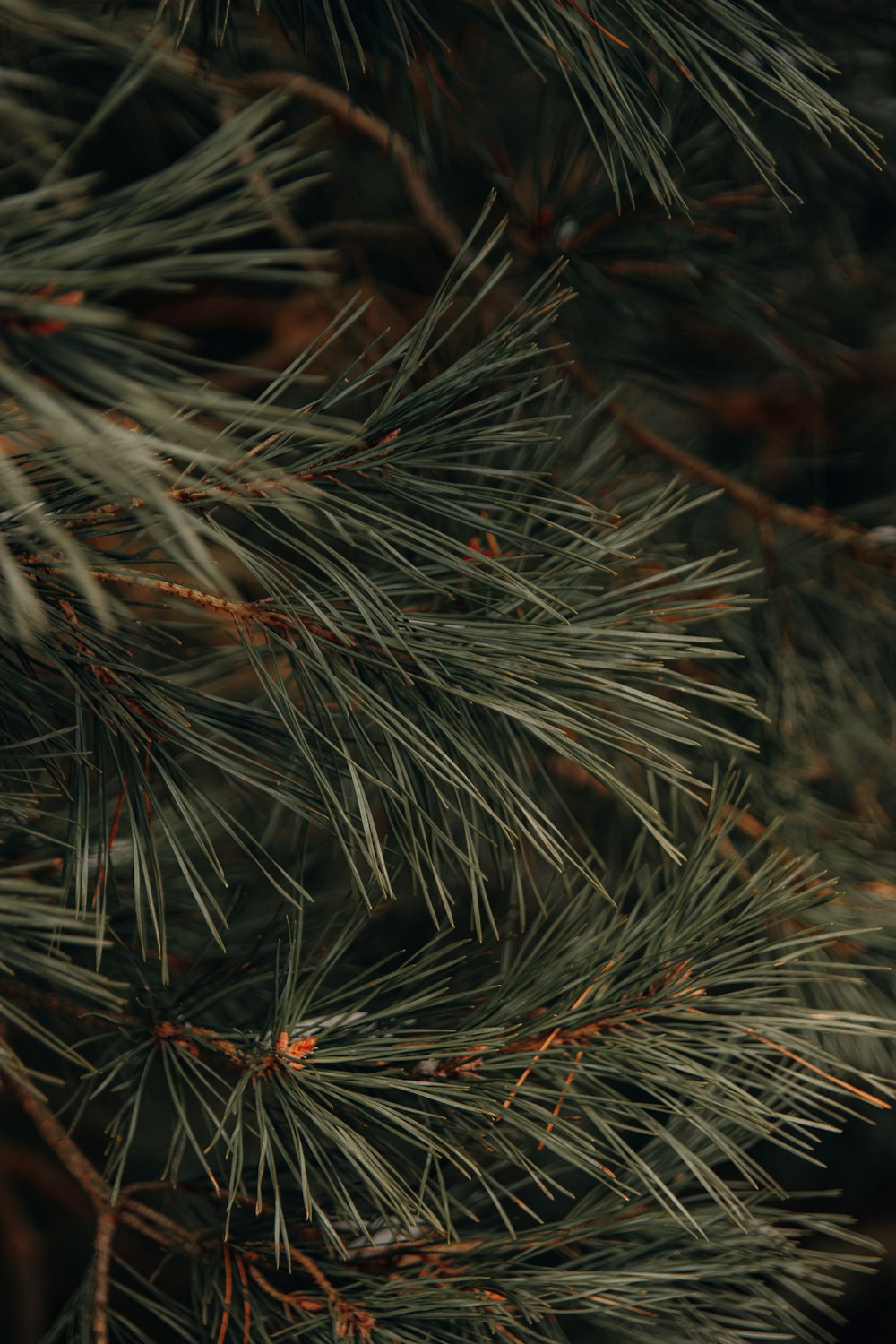 a close up of a pine tree branch