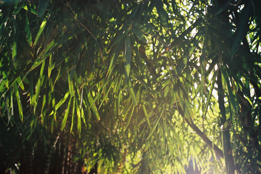 the sun shines through the leaves of a bamboo tree
