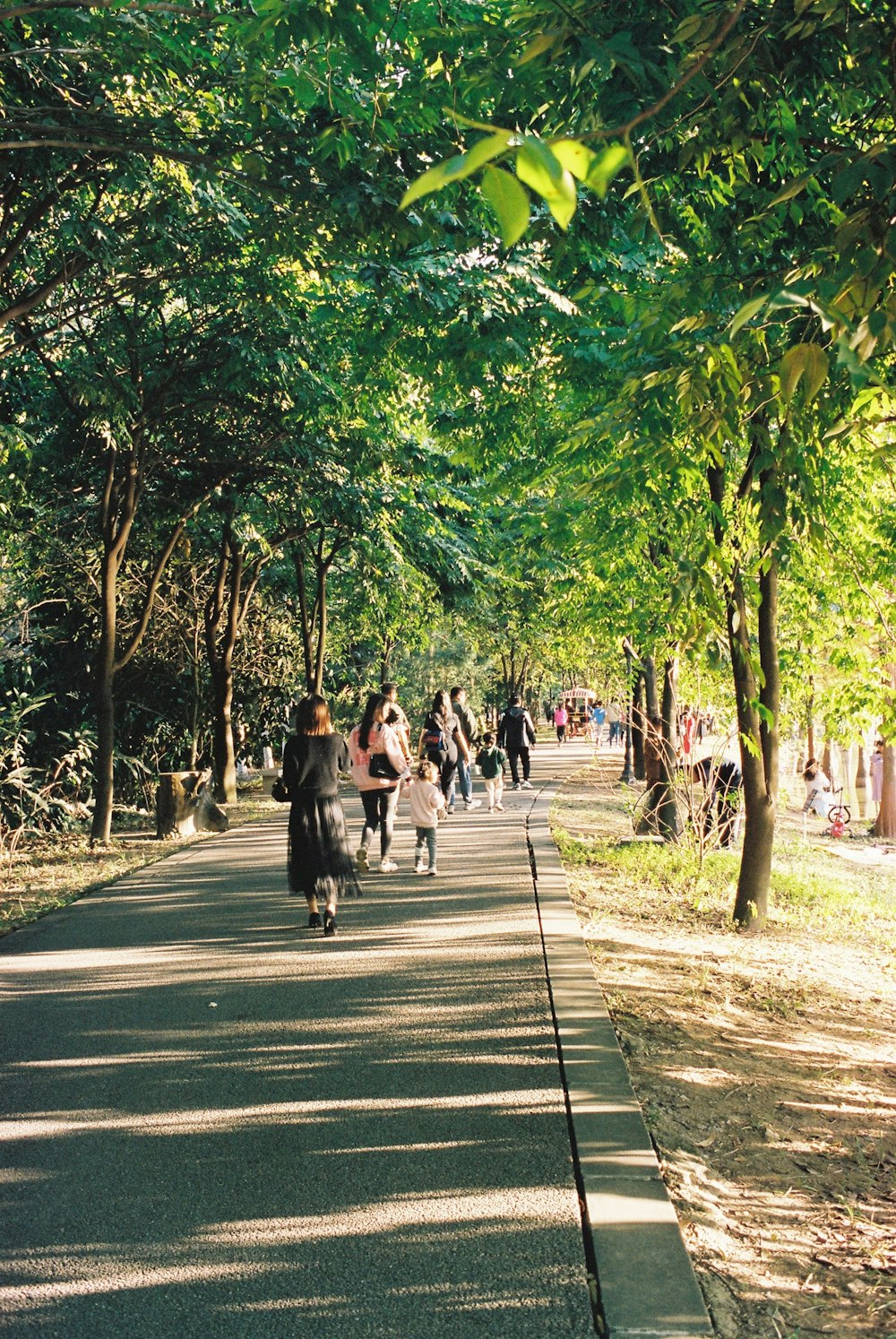 a group of people walking down a tree lined road