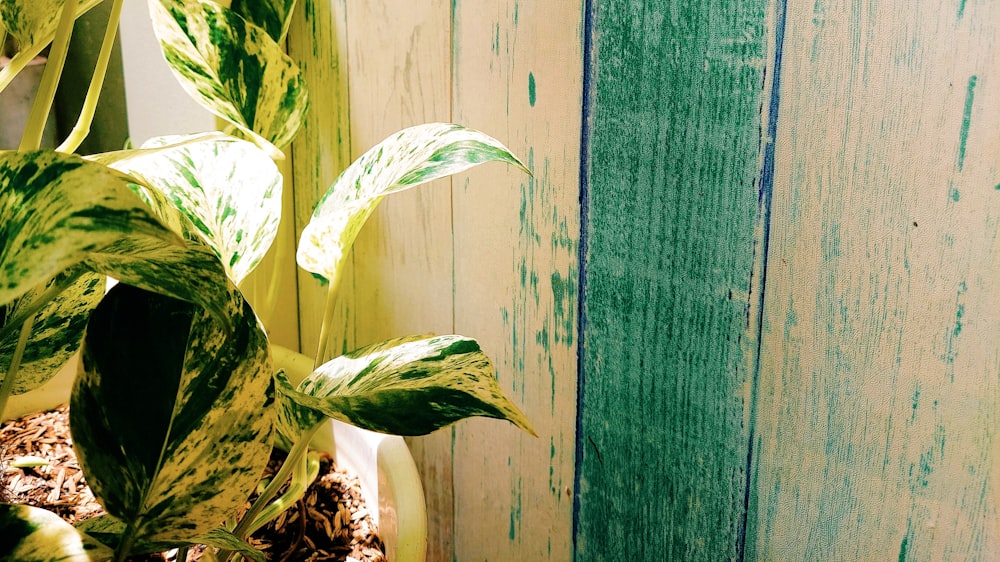 a green plant in front of a wooden wall