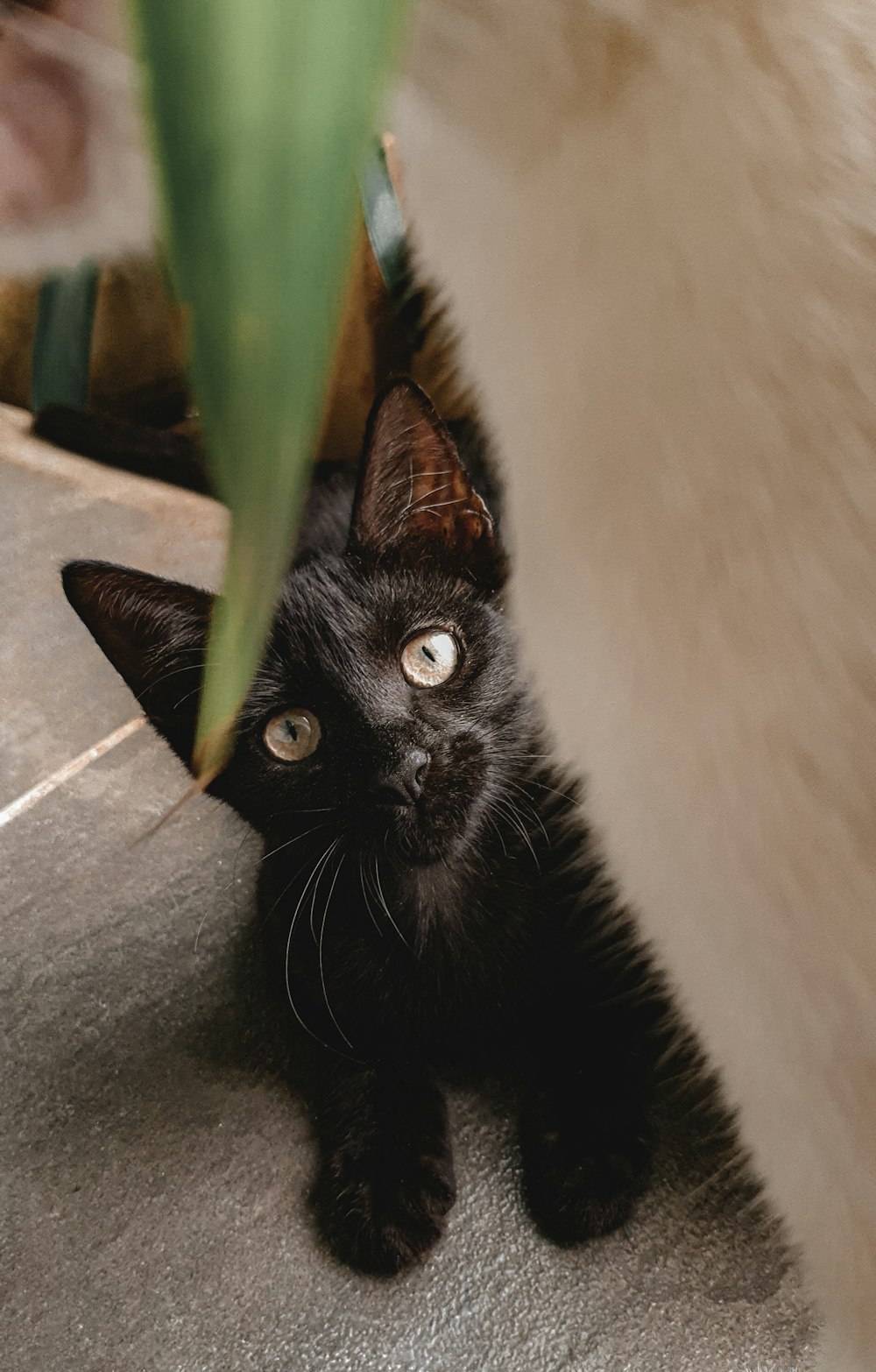 a black cat is looking up at the camera