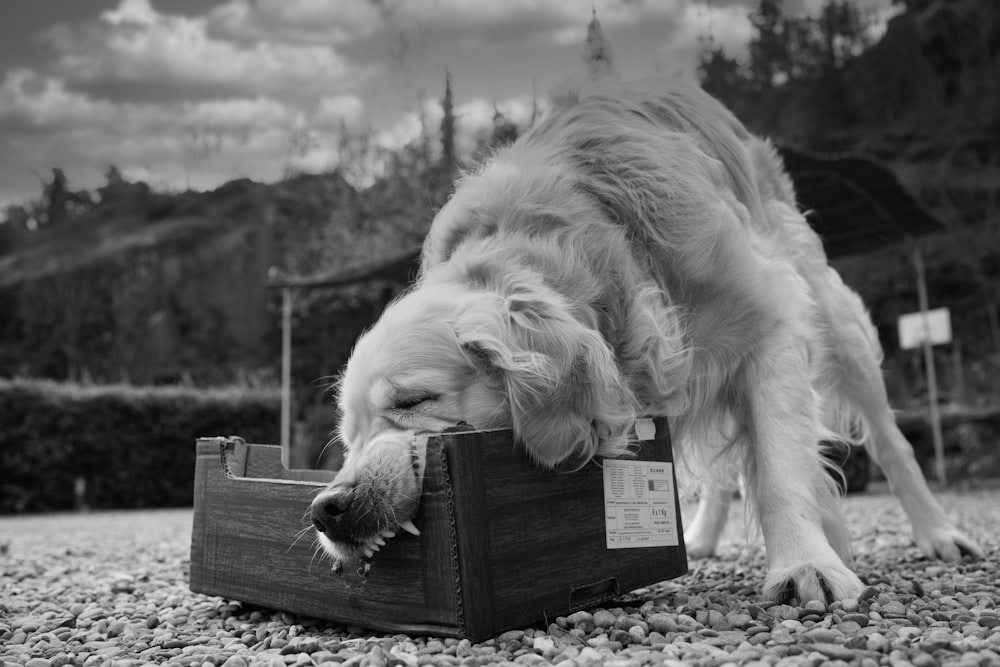 a dog is eating something out of a box