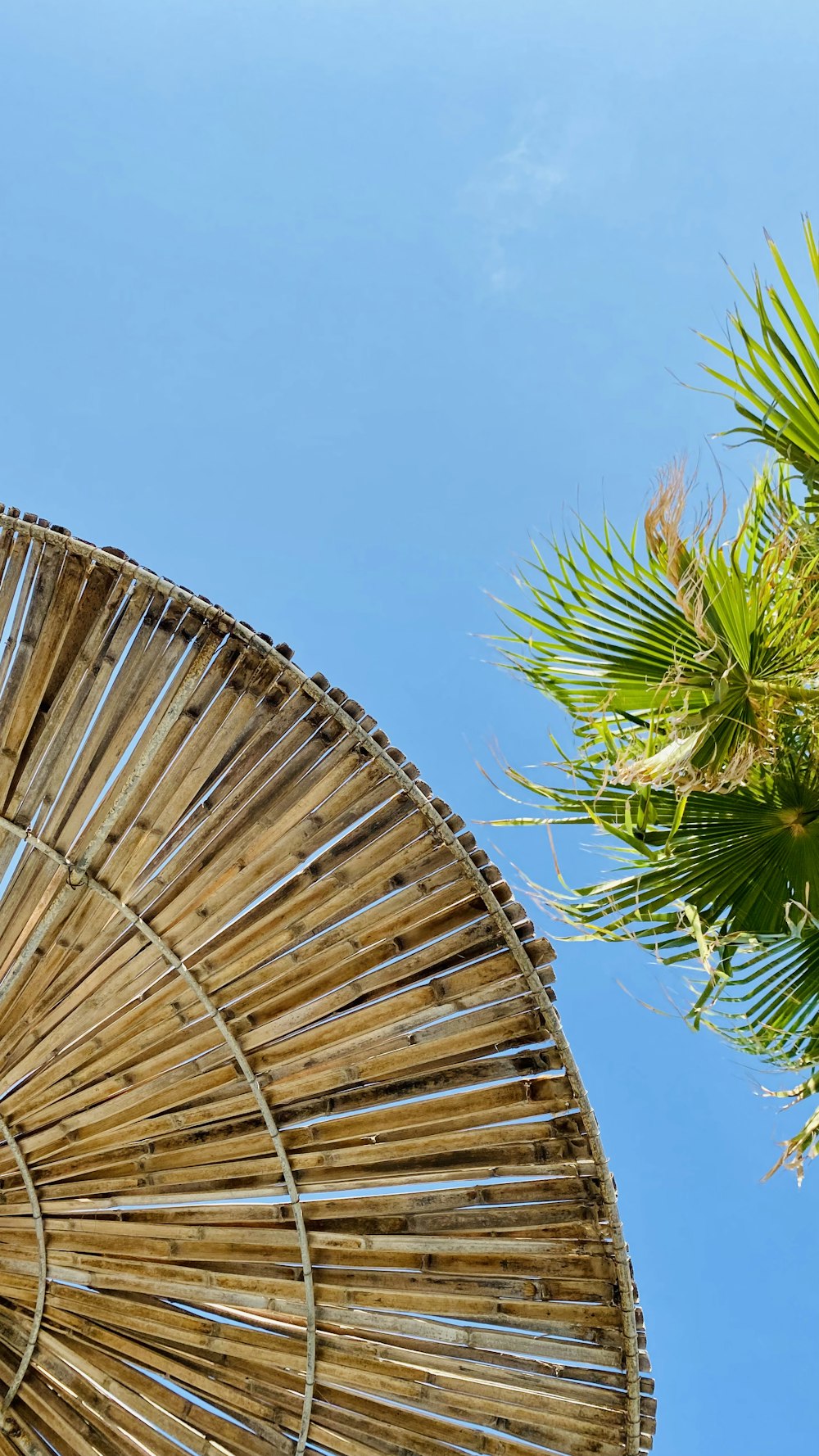 a large bamboo umbrella sitting next to a palm tree