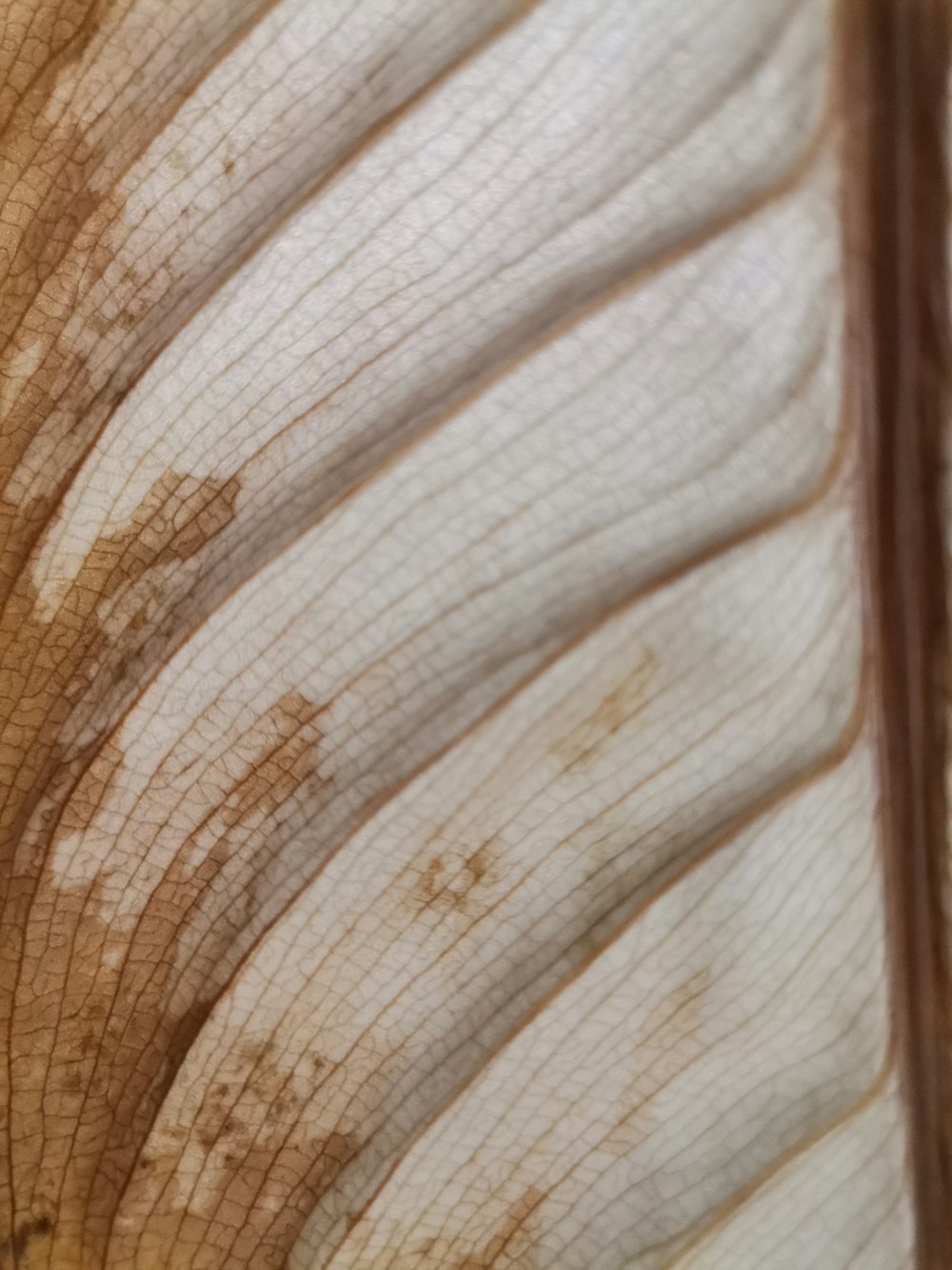 a close up of a leaf with brown spots