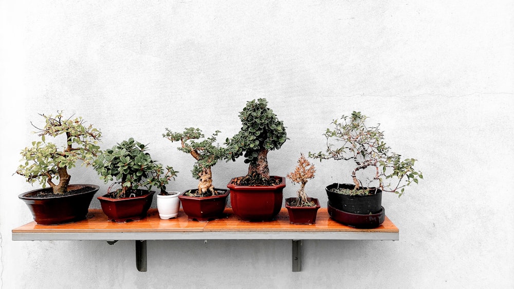 a row of potted plants sitting on top of a wooden shelf