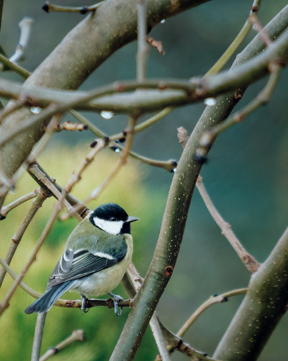 Un pequeño pájaro encaramado en la rama de un árbol