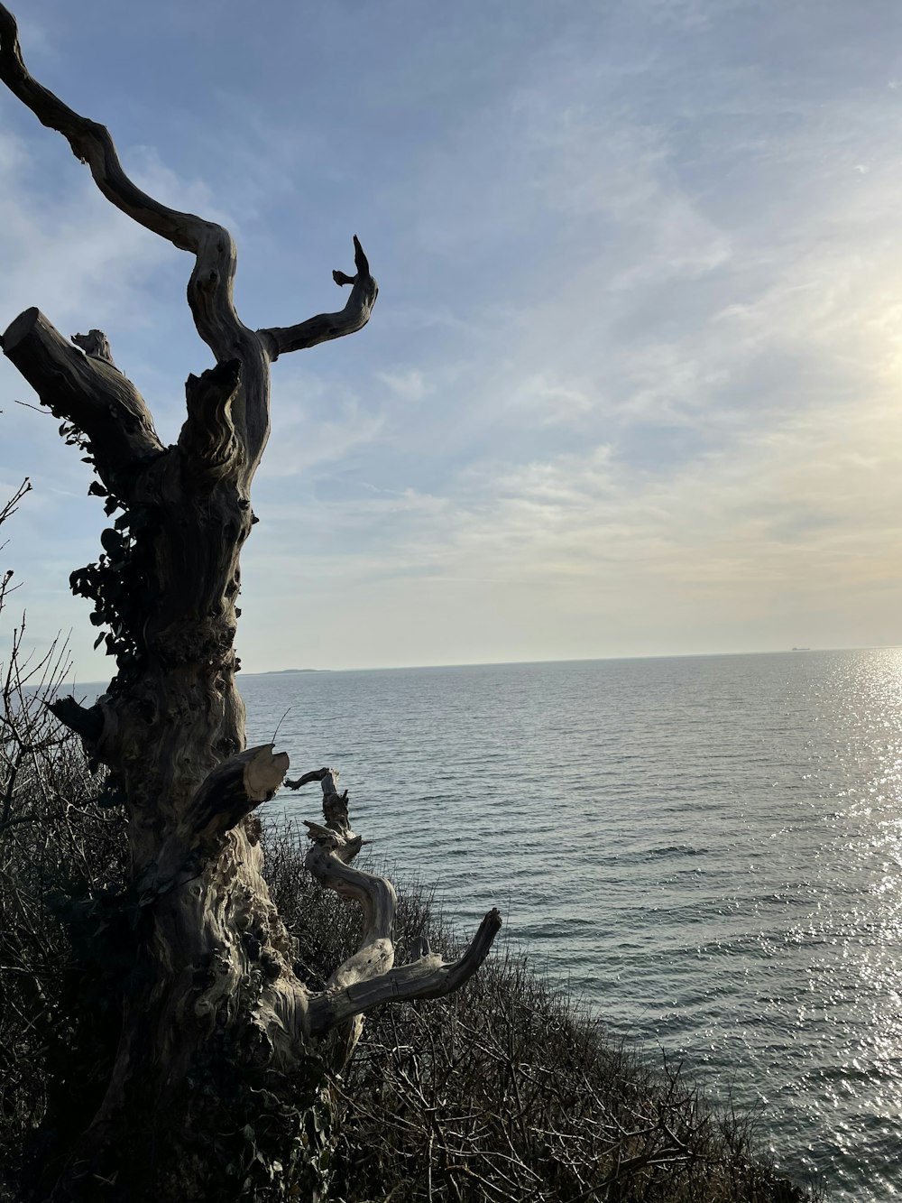 a dead tree on the edge of a cliff by the ocean
