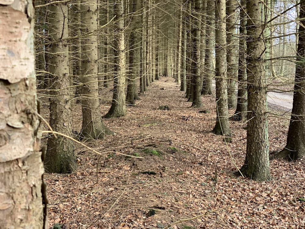 um caminho através de uma floresta com muitas árvores