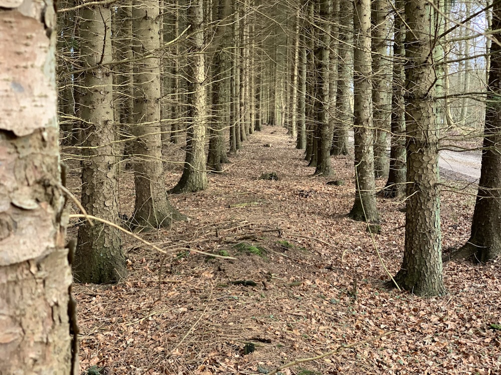 木々の多い森の中の小道