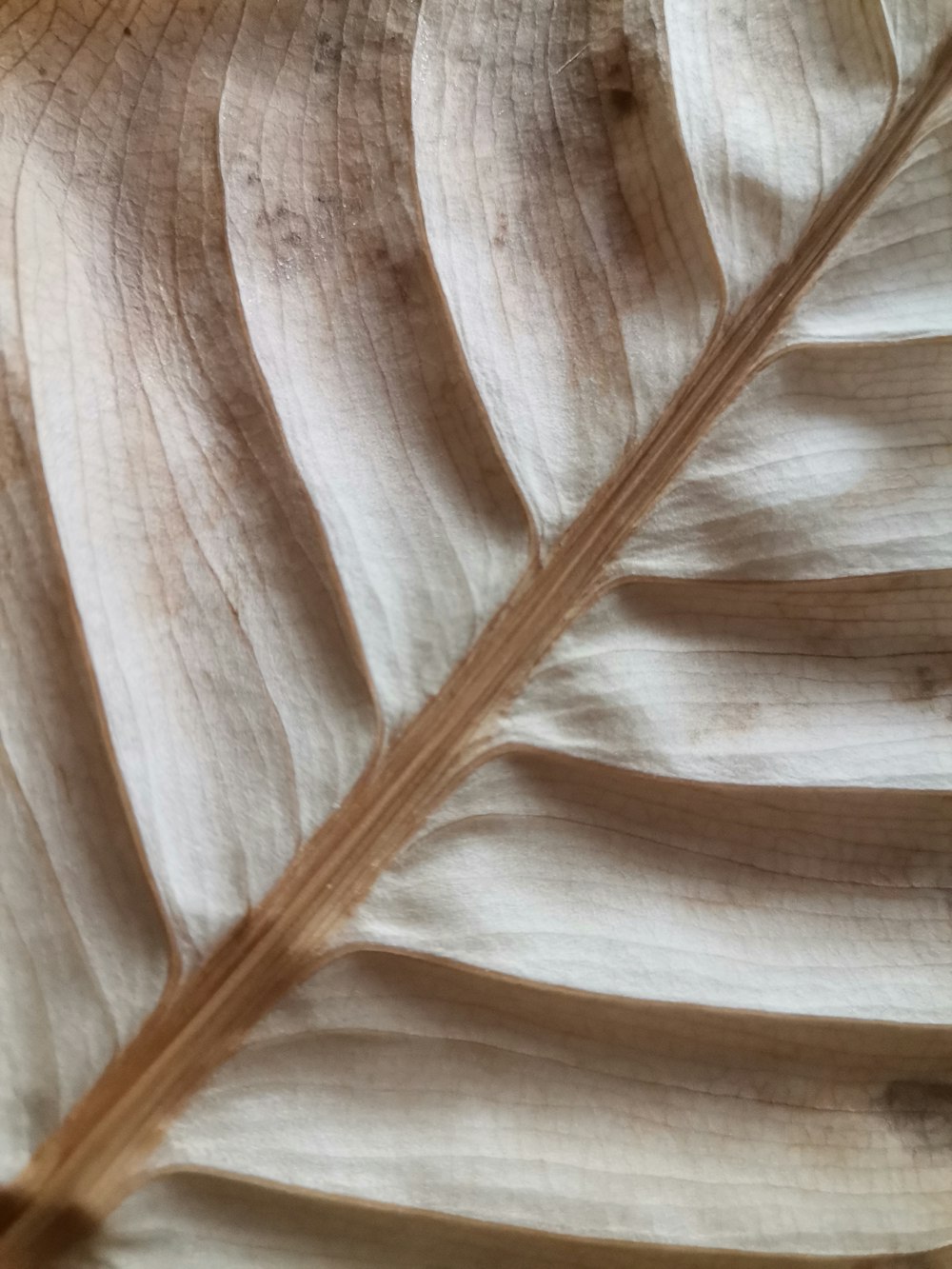 a close up of a large leaf on a table