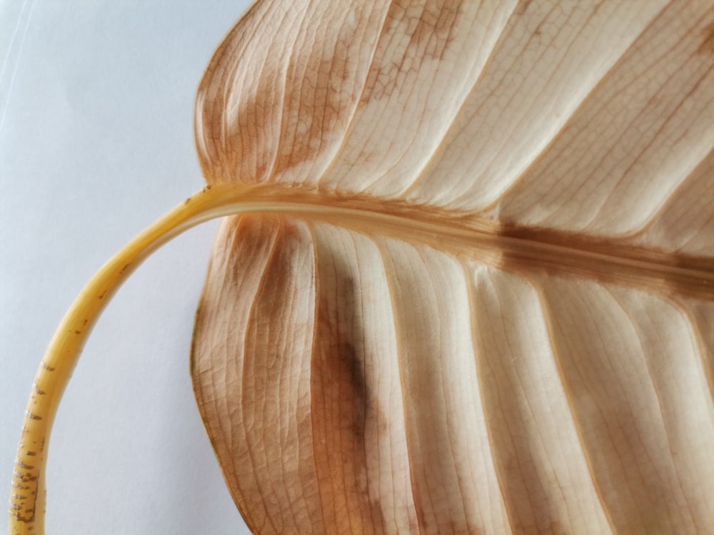 a close up of a leaf with a measuring tape