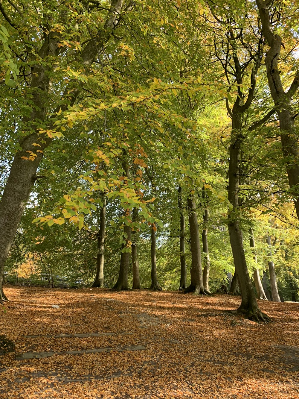 a forest filled with lots of trees covered in leaves