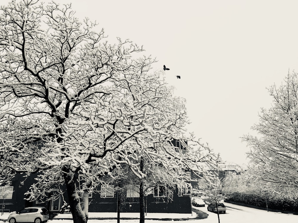 a black and white photo of a snow covered tree