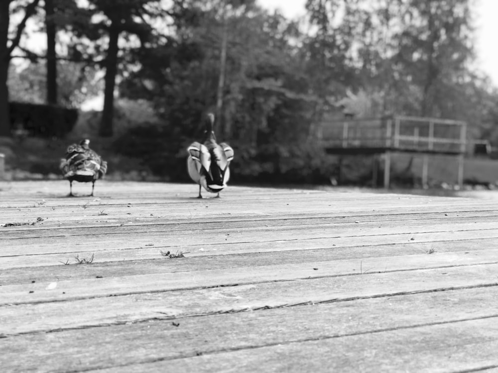 a couple of birds standing on top of a wooden deck