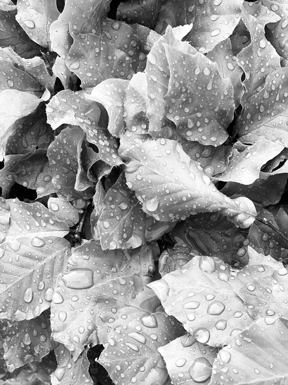 a black and white photo of leaves with water droplets