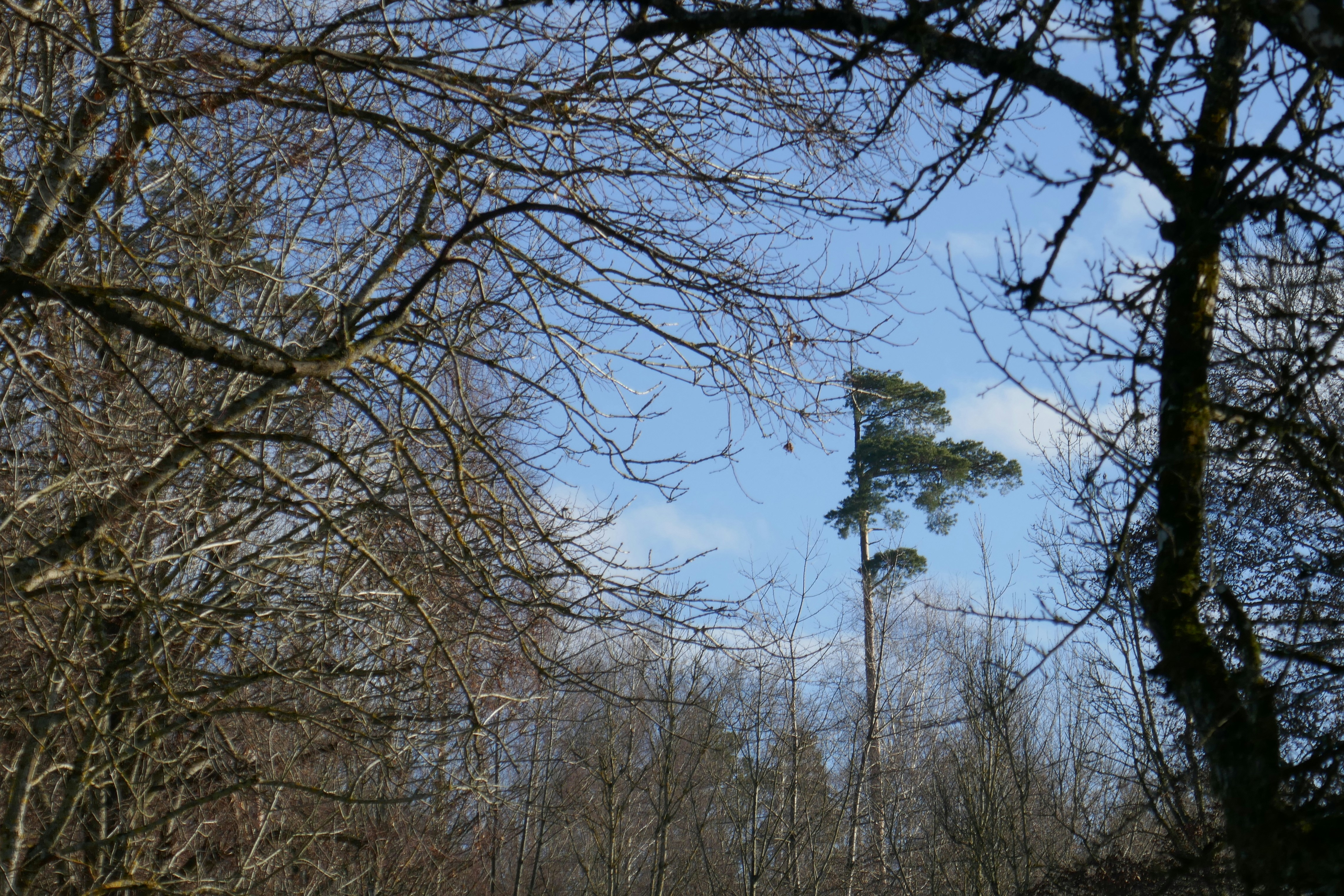a tall tree in the middle of a forest