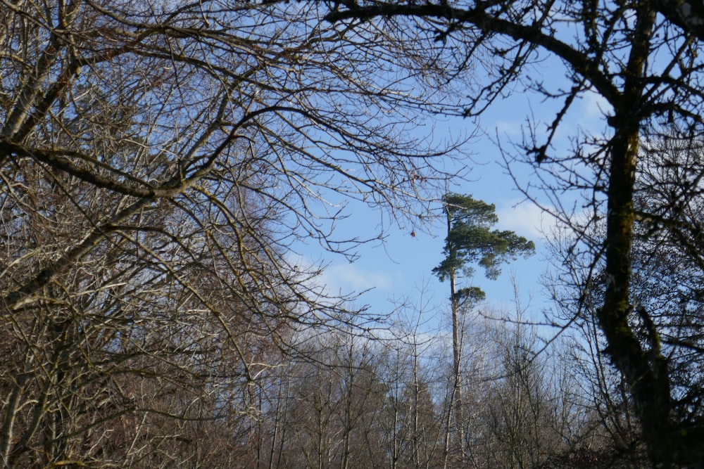 a tall tree in the middle of a forest