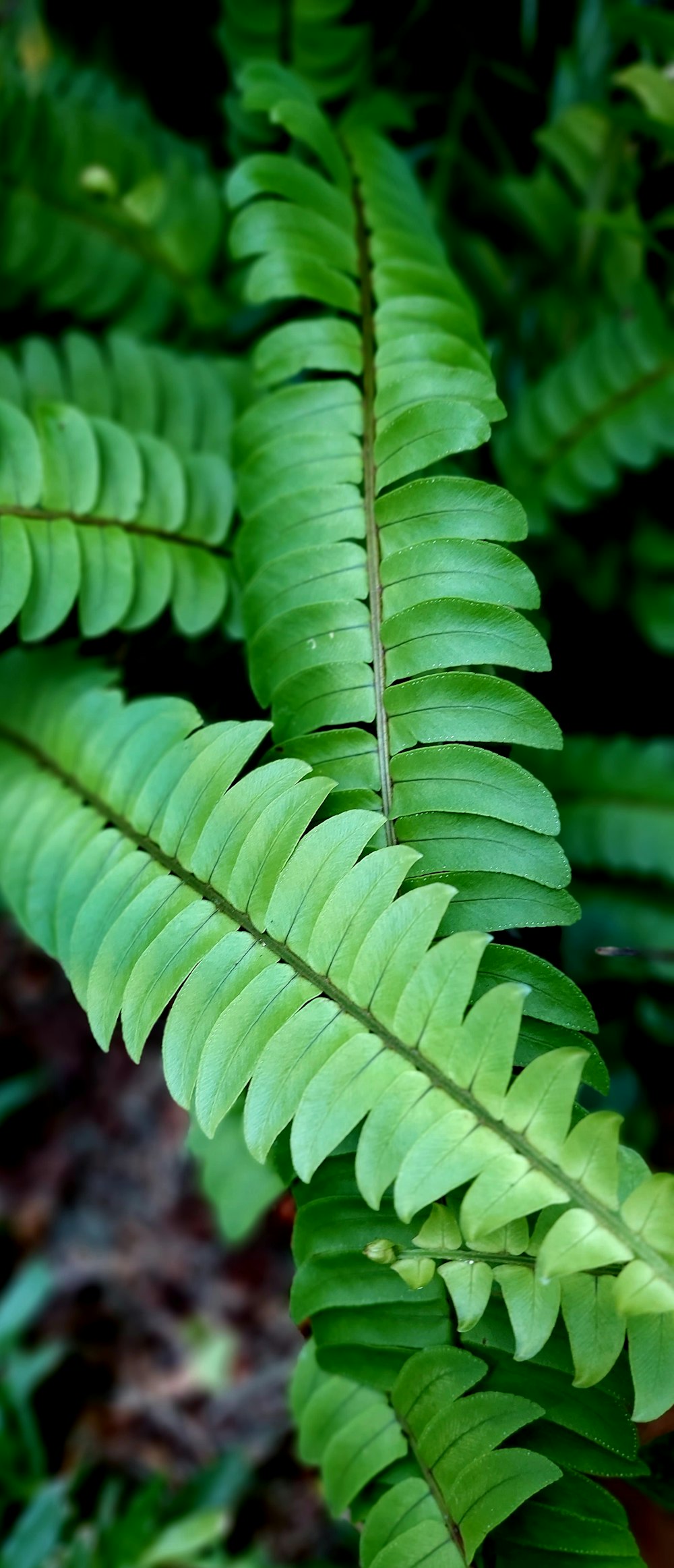 a close up of a green plant with lots of leaves