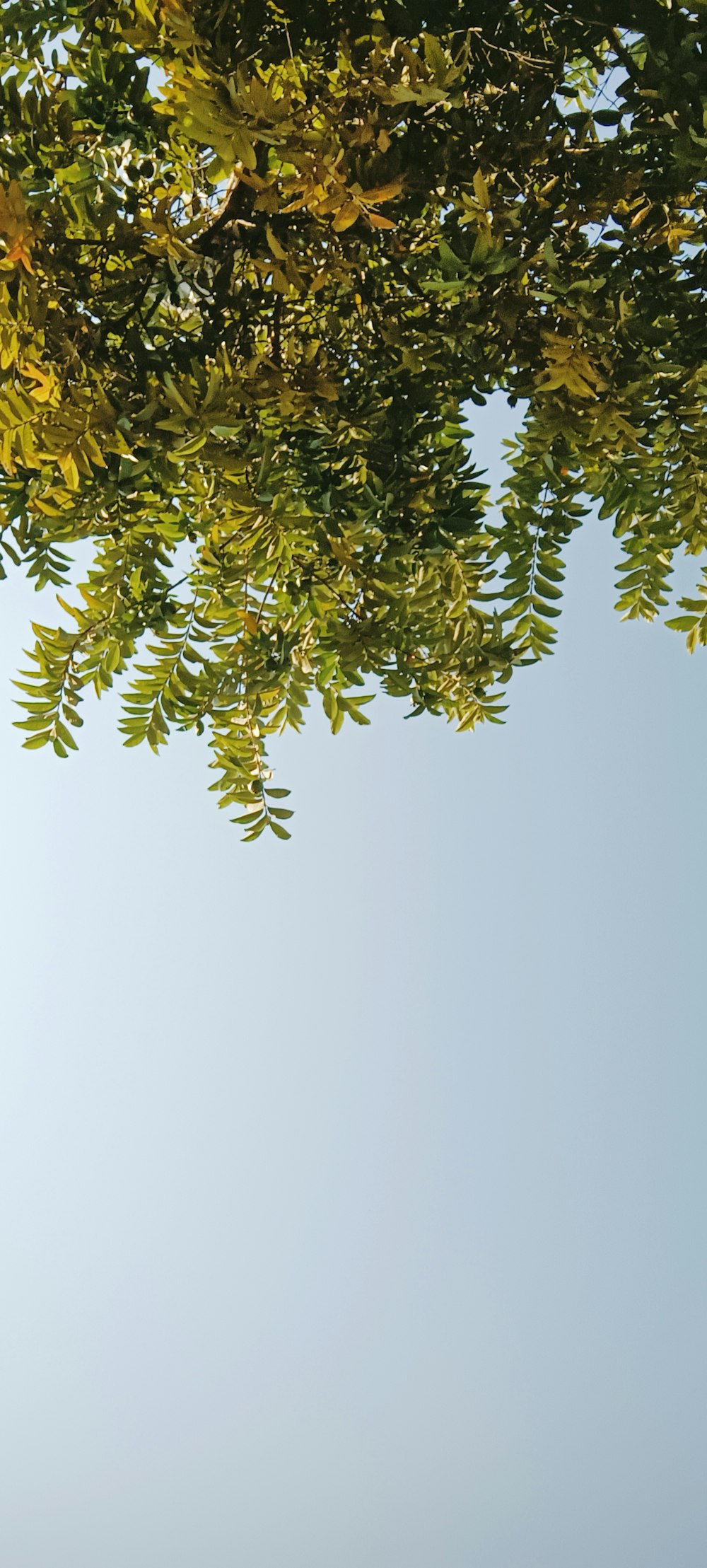 a plane flying through a blue sky with trees in the foreground