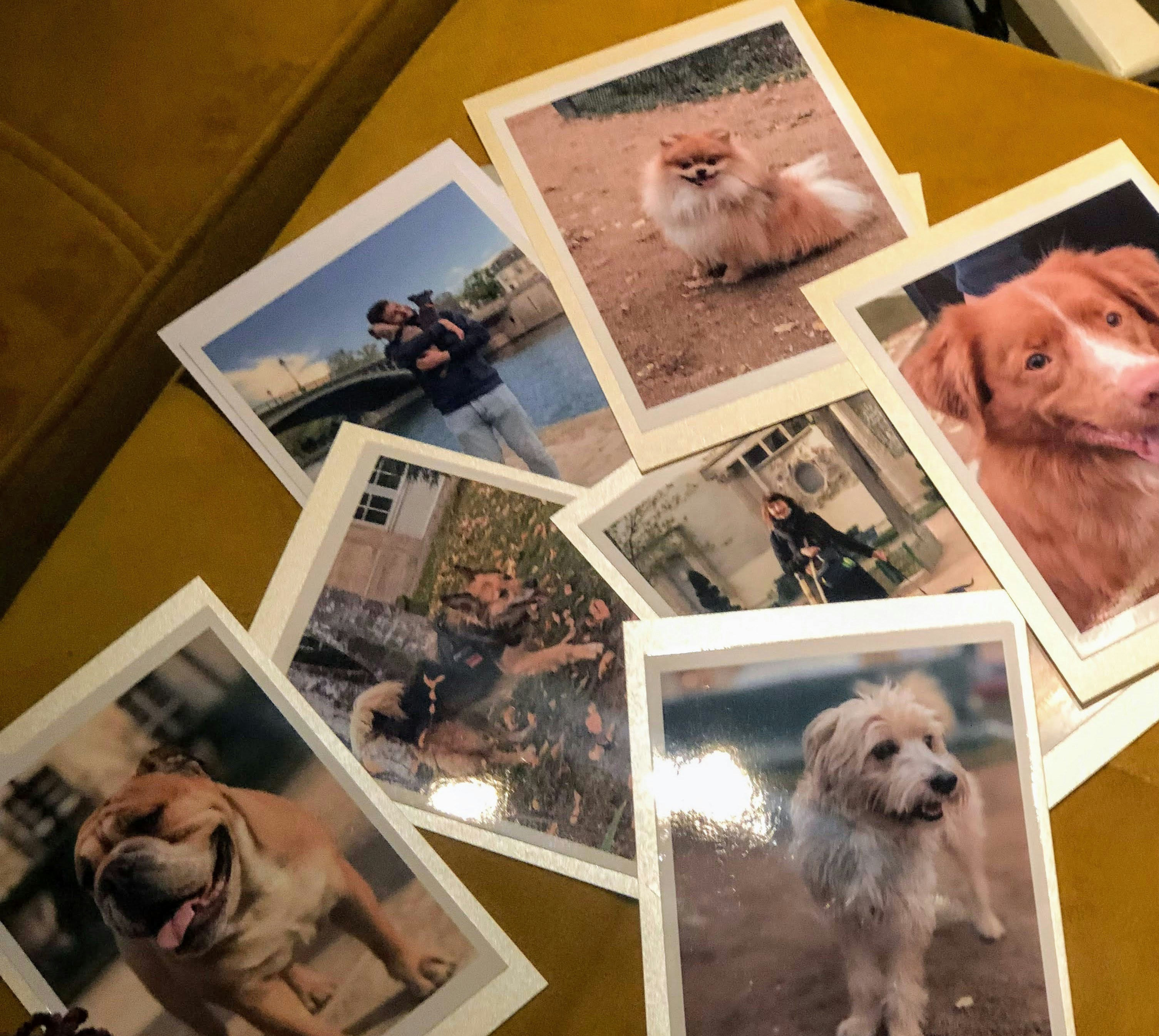 寵物寫真Outdoor室內場地怎麼選？帶毛孩拍出萌翻天的安全拍攝攻略，行家不藏私公開！：下一步行動建議：三步拍出完美毛孩寫真