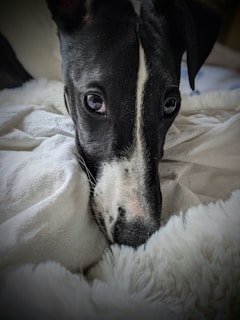 Close-up of a calm dog resting on a moss-green blanket, highlighting its smooth, healthy coat.