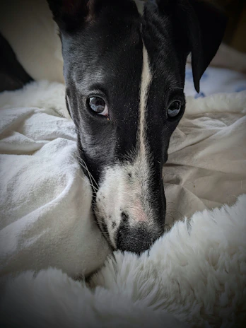 Close-up of a happy dog resting peacefully on a cozy blanket indoors.
