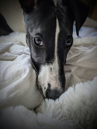 Close-up of a calm dog resting on a moss-green blanket, highlighting its smooth, healthy coat.