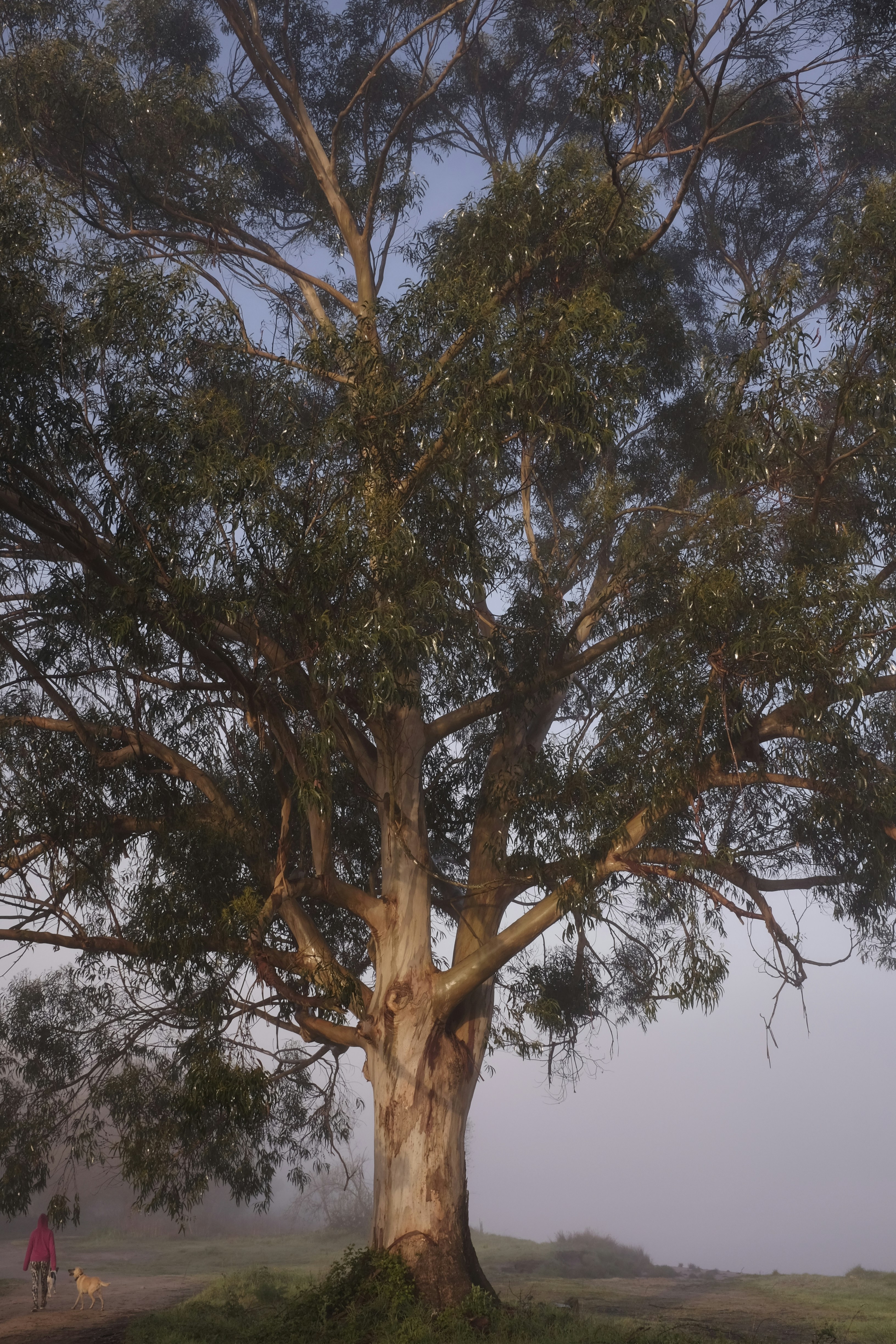 Eucalyptus branches and a bottle of eucalyptus oil