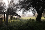 A peaceful morning scene with mist rolling over the Var Valley vineyards where retreats take place.