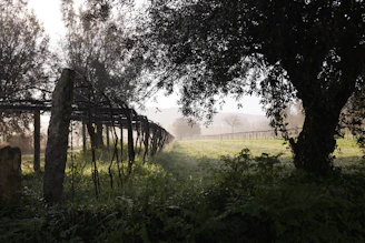 A serene vineyard path gently sloping towards a calm lake under soft morning light.