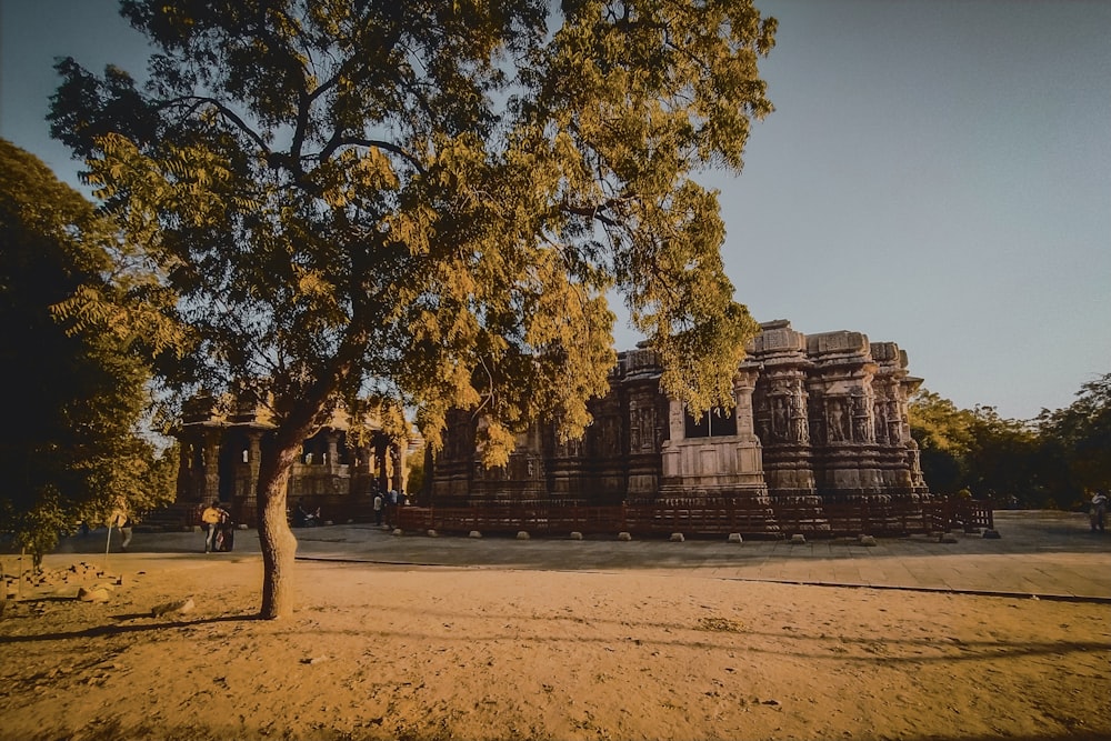 a tree in front of a large building