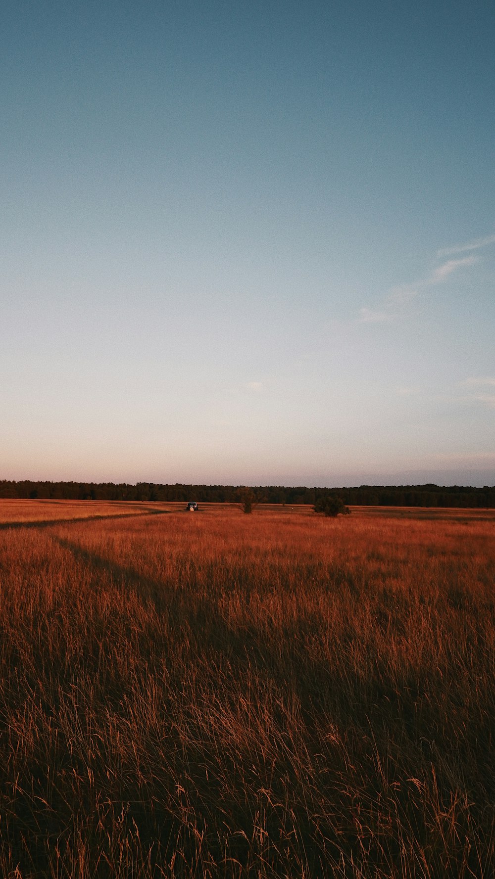 a field of grass with a sky in the background