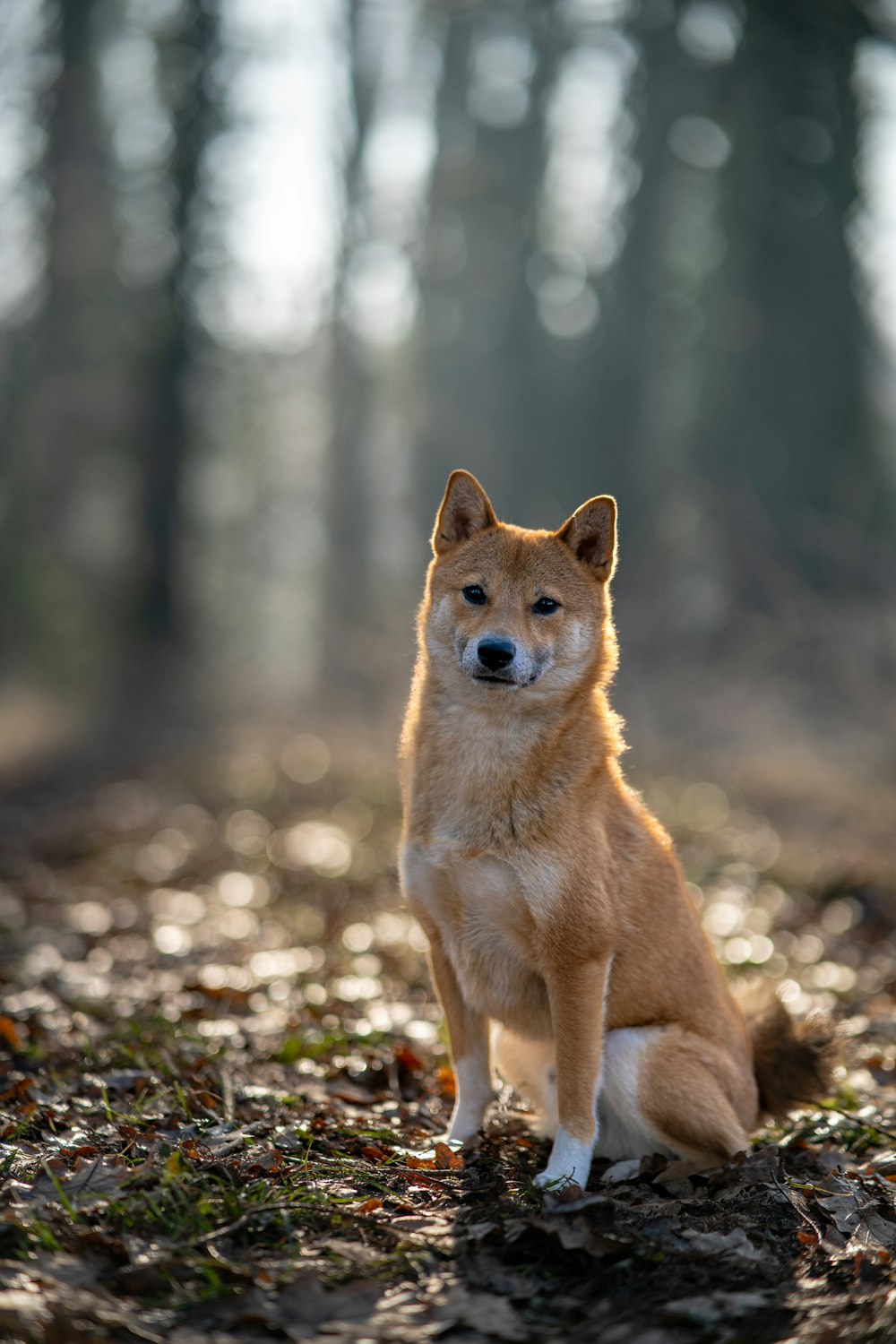 a brown dog sitting on top of a forest floor