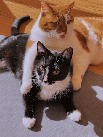 A candid shot of two black and white cats lounging together in a sunlit room.