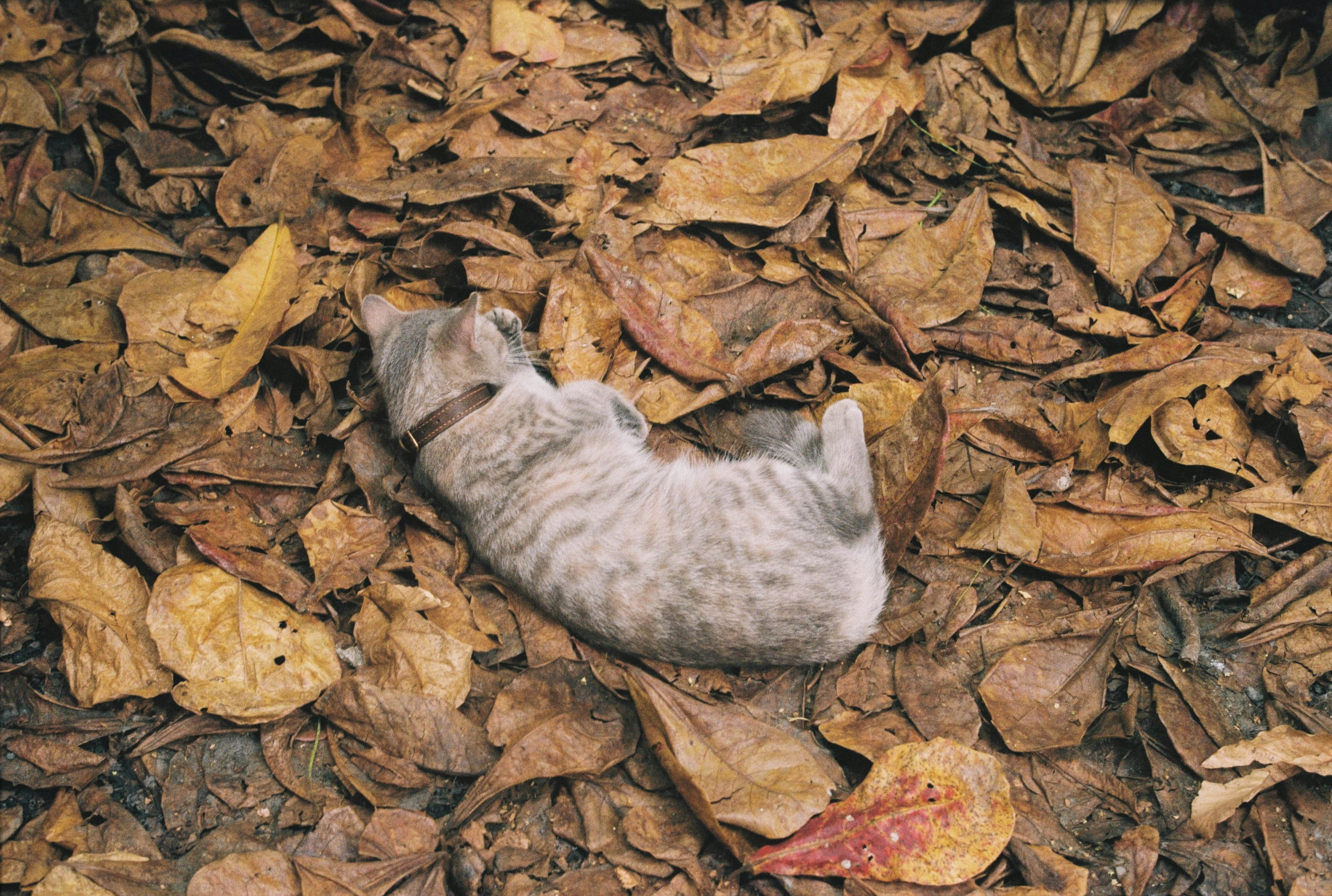 a cat laying on top of a pile of leaves