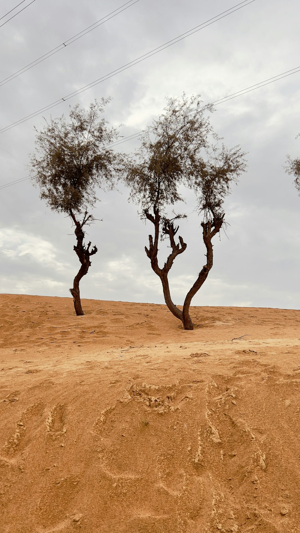 three trees in the desert on a cloudy day