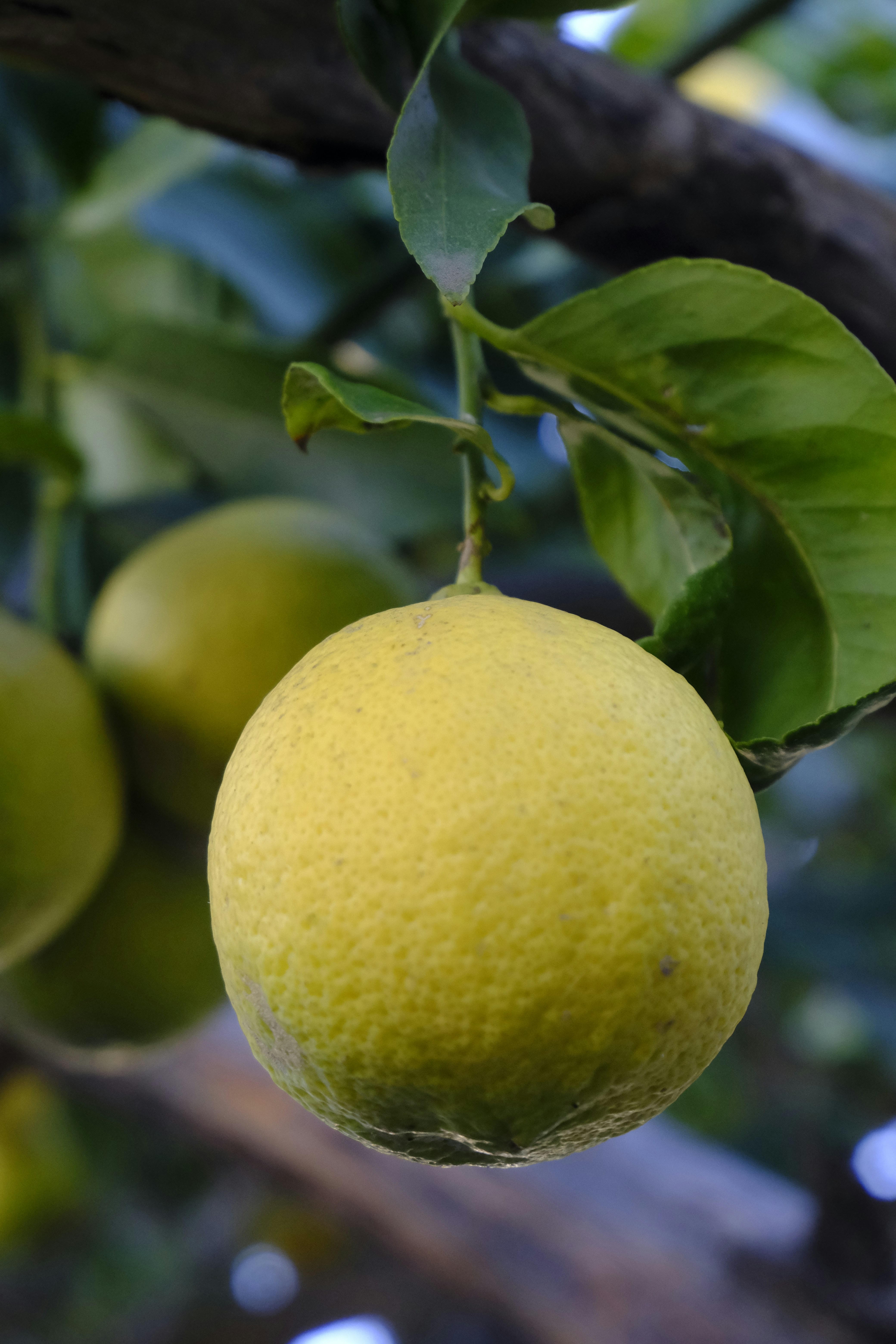 Photo by kristinalev