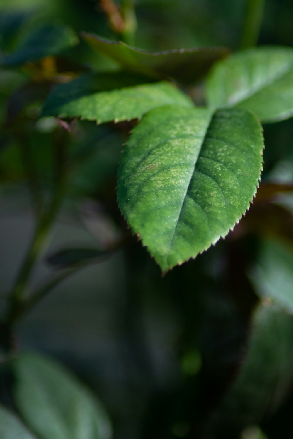 a close up of a green leaf on a tree