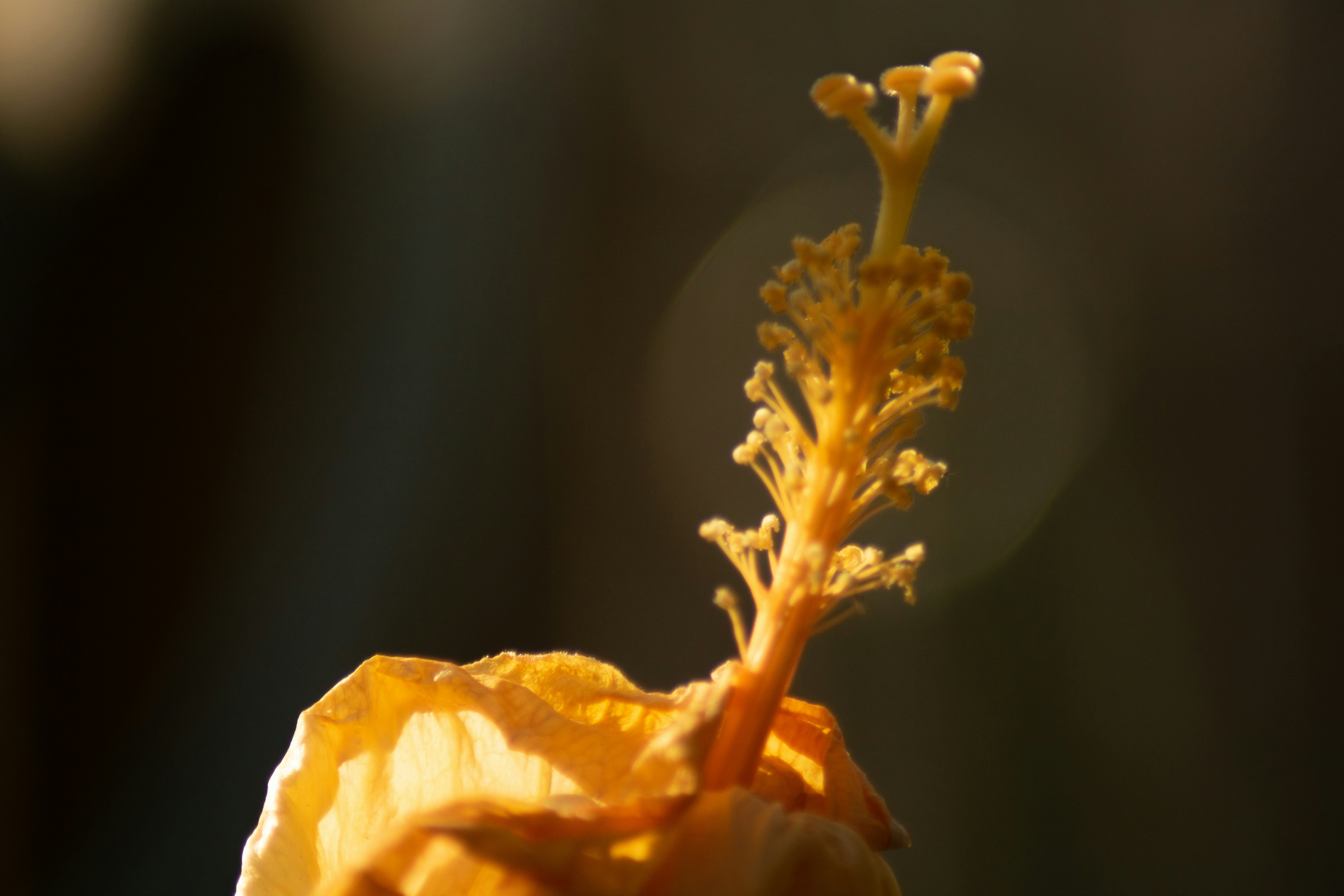 a close up of a yellow flower with a blurry background